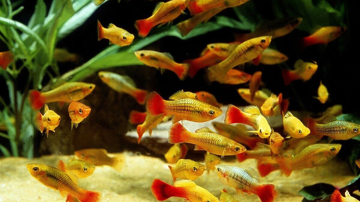 Imagem do Platy